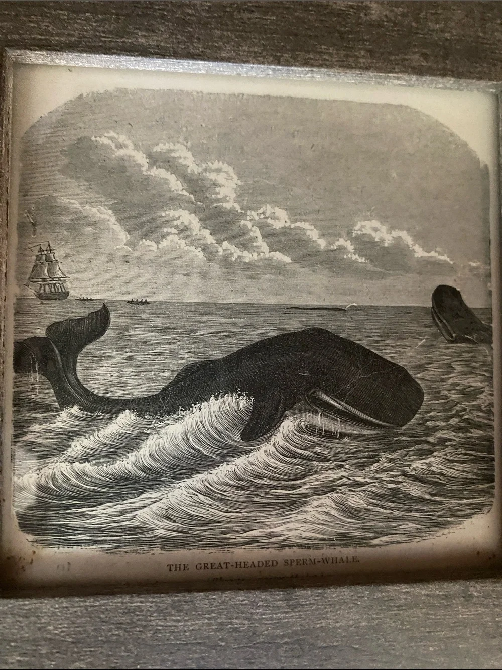 1909 Framed Sperm Whale Print in Gray and White